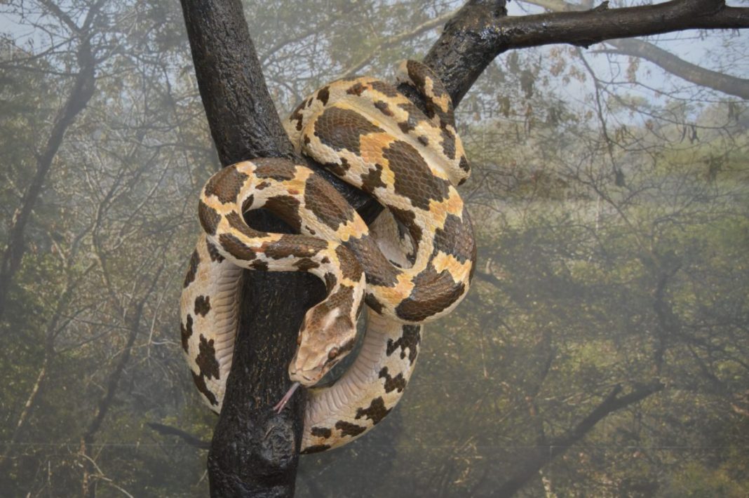 Șarpele boa constrictor, o specie fascinantă de șerpi
