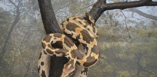 Șarpele boa constrictor, o specie fascinantă de șerpi