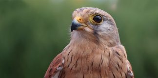Șoimul, o pasăre răpitoare de zi
