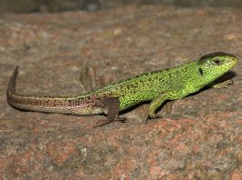 Șopârla de câmp (Lacerta agilis), o reptilă populară