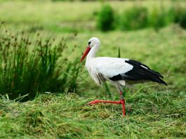 Barza albă Ciconia Ciconia, considerată o pasăre sfântă