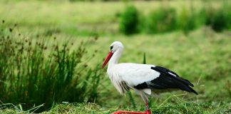 Barza albă Ciconia Ciconia, considerată o pasăre sfântă