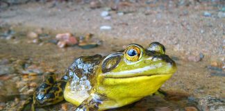 Broasca de apă, află unde trăiește