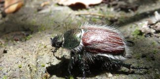 Carabusul - Daunator al plantelor