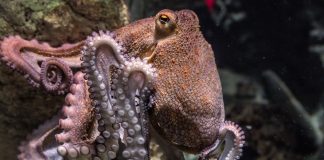 Caracatița comună din Marea Mediterană și alte specii asemănătoare