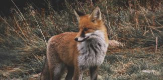 Cele mai frumoase vulpi cu blana prețioasă