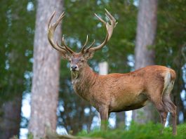 Cerbul (Cervus Elaphus), află totul despre acest mamifer magnific