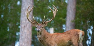 Cerbul (Cervus Elaphus), află totul despre acest mamifer magnific
