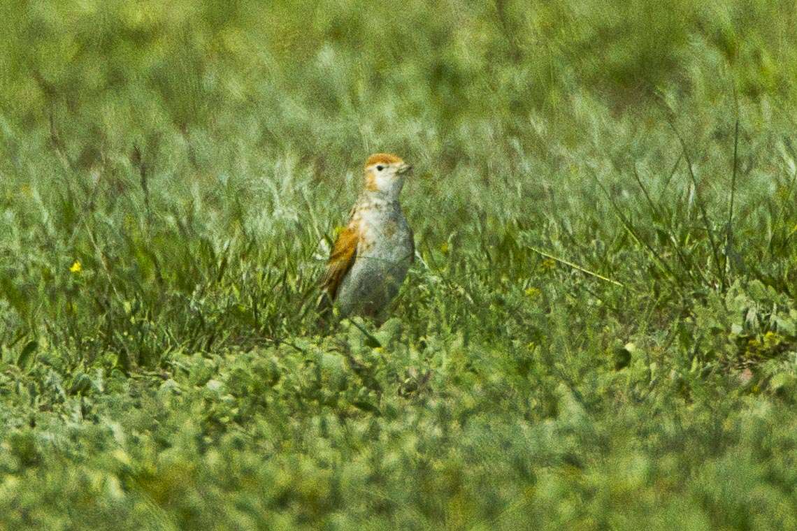 Ciocarlia siberiana