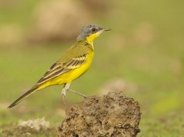 Codobatura galbenă (Motocilla flava), o specie de dimensiuni mici