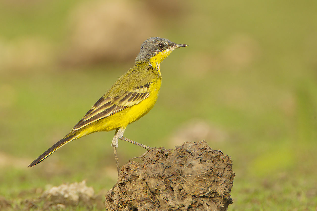 Codobatura galbenă (Motocilla flava), o specie de dimensiuni mici