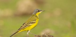 Codobatura galbenă (Motocilla flava), o specie de dimensiuni mici