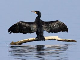 Cormoranul mare (Phalacrocorax carbo), pasăre din țara noastră