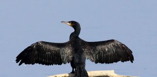 Cormoranul mare (Phalacrocorax carbo): pasărea acvatică răspândită în România Cormoranul mare (Phalacrocorax carbo), pasăre din țara noastră