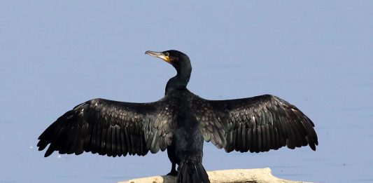 Cormoranul mare (Phalacrocorax carbo), pasăre din țara noastră