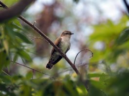 Cucul, pasăre insectivoră frecvent întâlnită în țara noastră