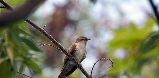 Cucul, pasăre insectivoră frecvent întâlnită în țara noastră