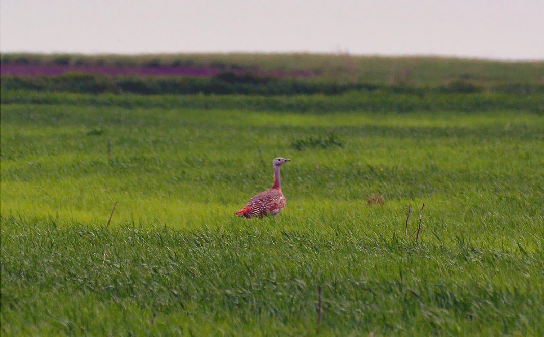 Dropia (Otis Tarda), află regiunile unde trăiește