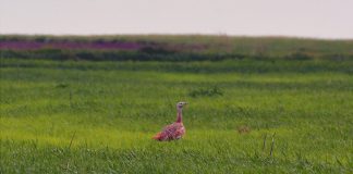 Dropia (Otis Tarda), află regiunile unde trăiește