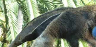 Furnicarul - află toate lucrurile bizare și faptele reale