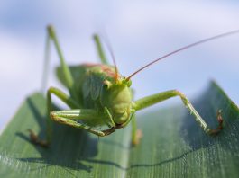 Lacusta, cea mai lacomă insectă. Alfă de ce