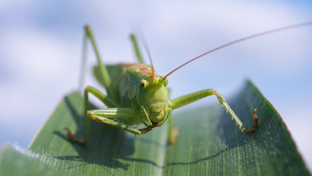 Lacusta, cea mai lacomă insectă. Alfă de ce
