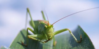 Lacusta, cea mai lacomă insectă. Alfă de ce