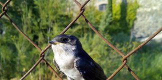 Lastunul sau rândunica de turn, își face cuibul în găurile zidurilor