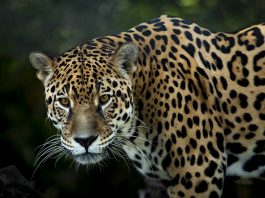 Leopardul (Panthera pardus), o felină solitară