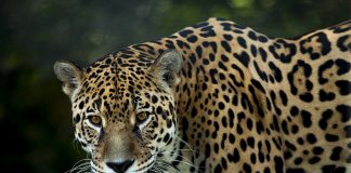 Leopardul (Panthera pardus), o felină solitară