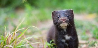 Nurca, află de ce mai este numită regina blănurilor