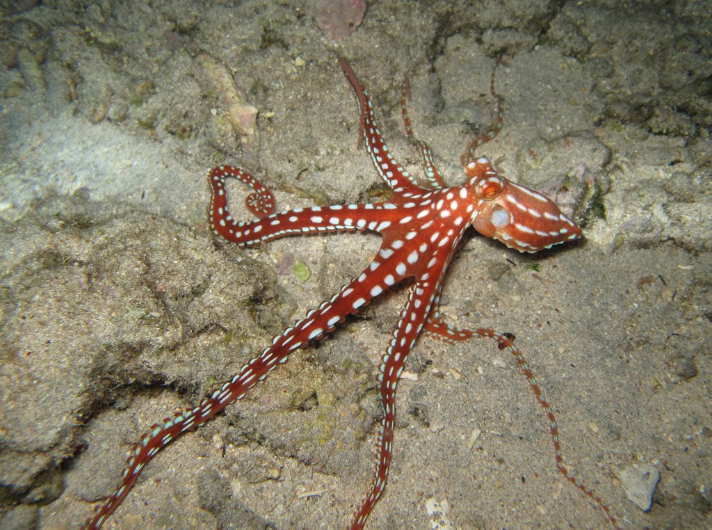 Octopus macropus