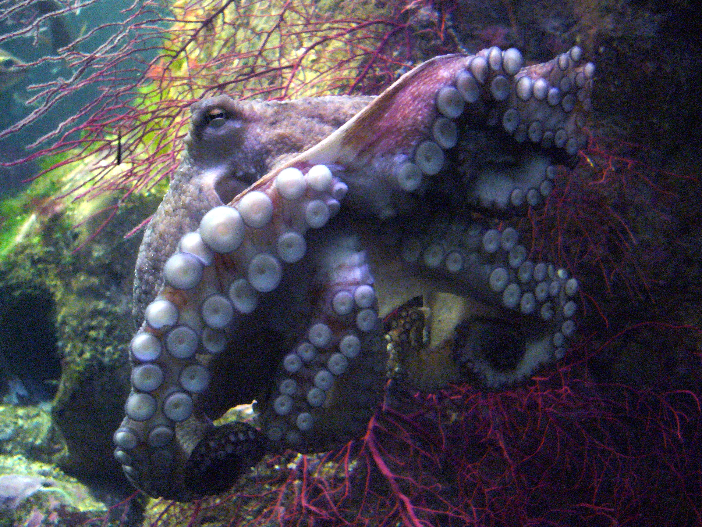 Octopus vulgaris