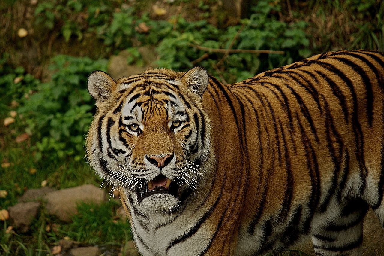 Panthera tigris altaica