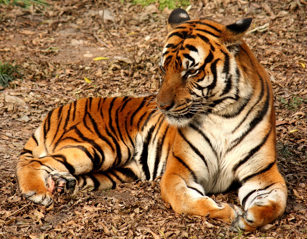 Panthera tigris amoyensis