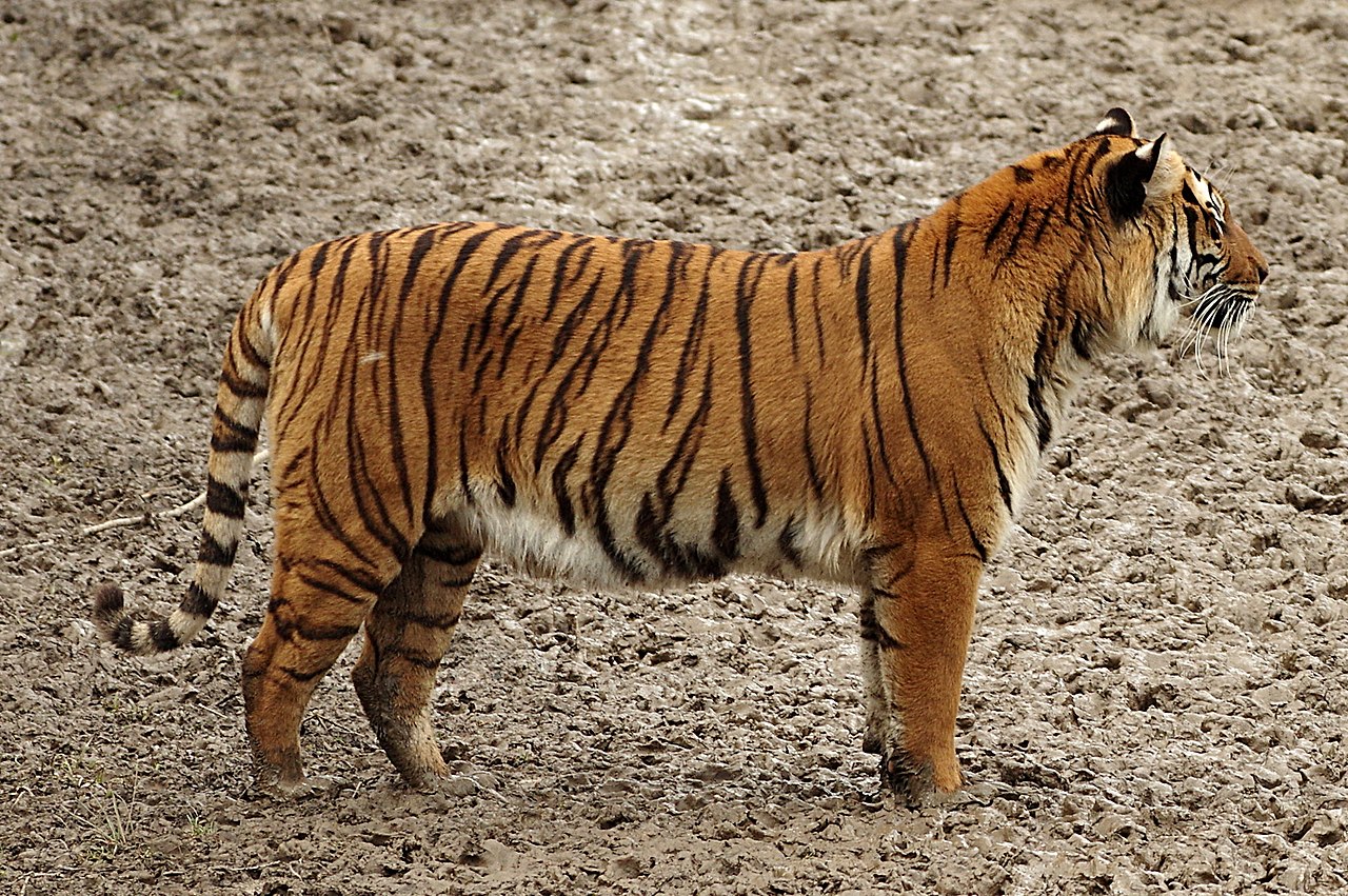 Panthera tigris jacksoni