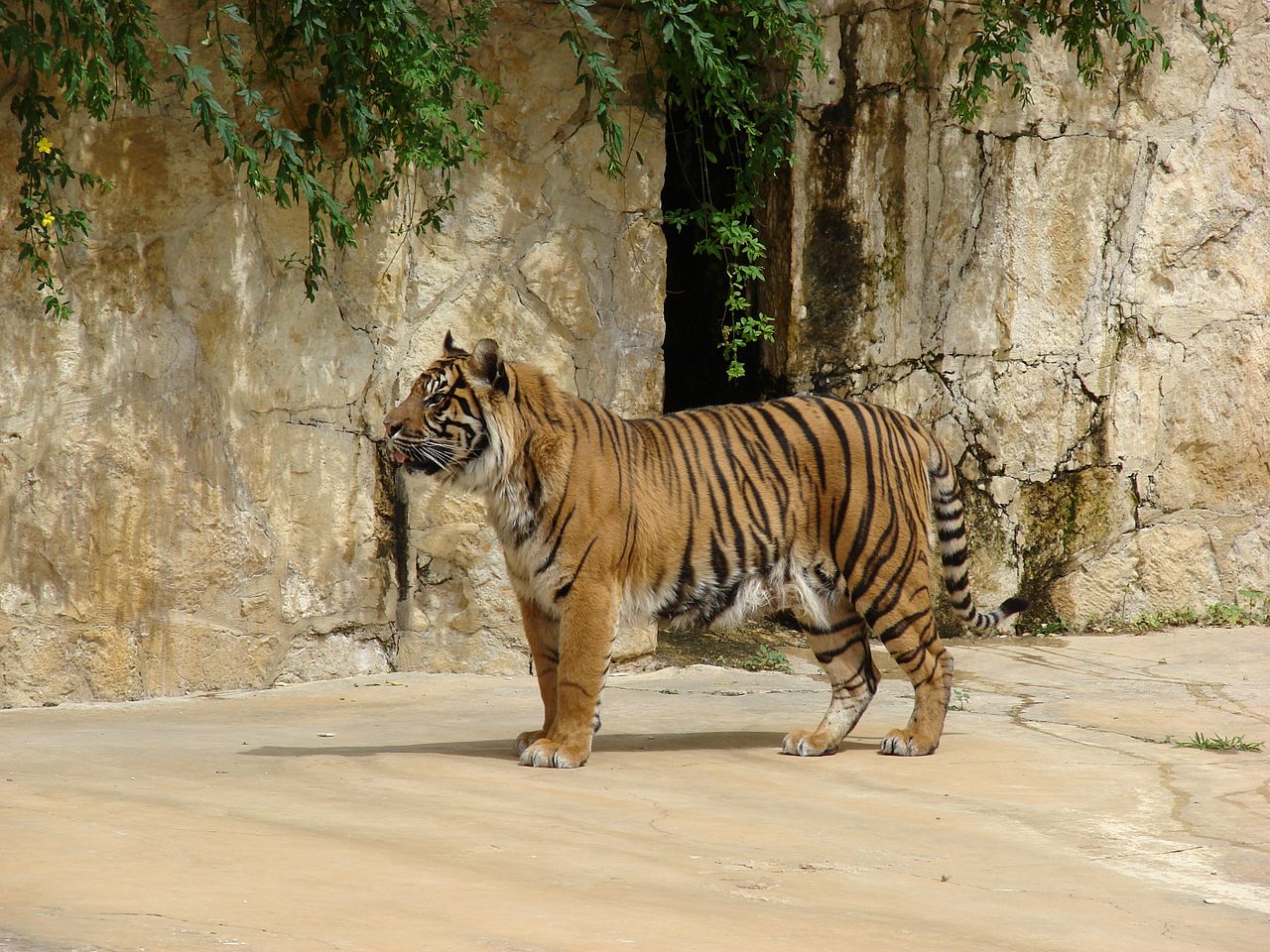 Panthera tigris sumatrae