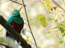 Pasărea quetzal - vezi de ce i se spune zeul aerului