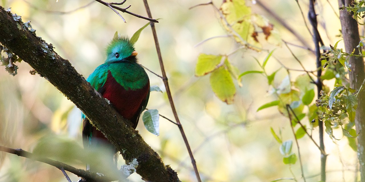 Pasărea quetzal - vezi de ce i se spune zeul aerului