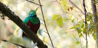 Pasărea quetzal - vezi de ce i se spune zeul aerului