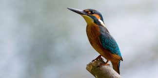 Pescărușul albastru (Alcedo atthis) - o pasăre ca o bijuterie