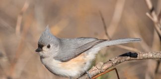 Pitigoiul mare si alte specii