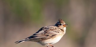 Specii de păsări cântătoare din țara noastră - Ciocârlia, cea mai gălăgioasă dintre toate