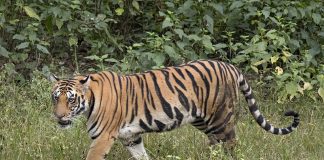 Specii de tigri (Panthera tigris): cele mai mari feline din lume Specii de tigri - Panthera Tigris