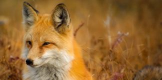 Vulpea cea viclean, un animal care vânează noaptea