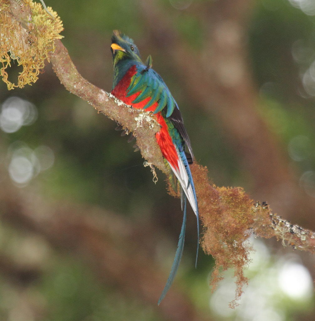 quetzal