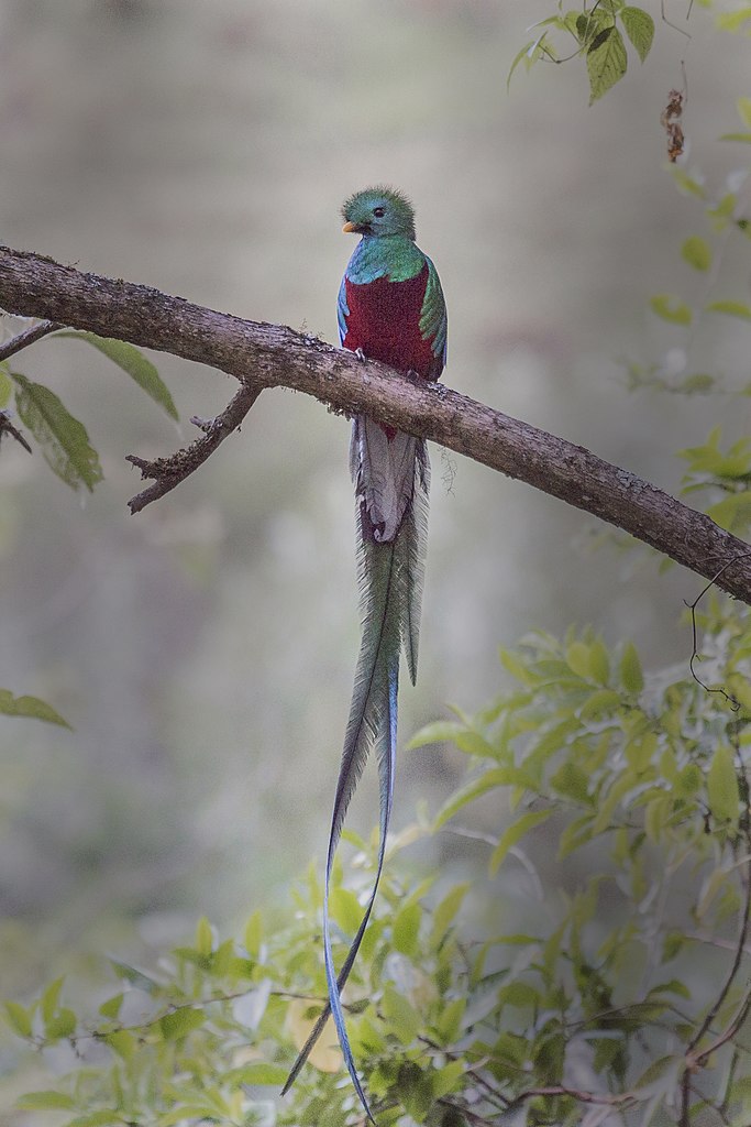 quetzall