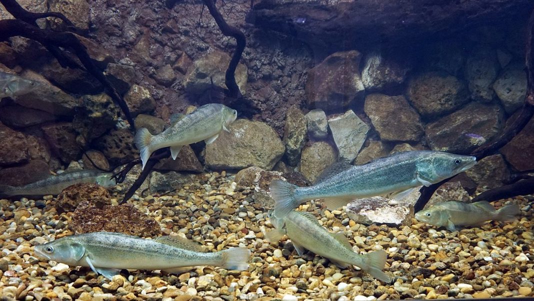 Șalăul (Sander lucioperca), un pește răpitor originar din Europa Șalăul (Sander lucioperca), un pește răpitor originar din Europa