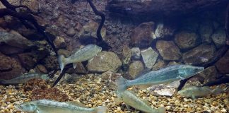 Șalăul (Sander lucioperca), un pește răpitor originar din Europa