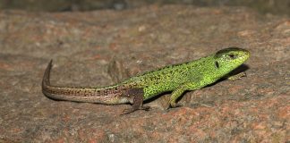 Șopârla de câmp (Lacerta agilis), o reptilă populară